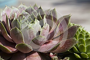 Hens And Chicks - Jovibarba Globifera