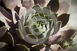 Hens And Chicks - Jovibarba Globifera