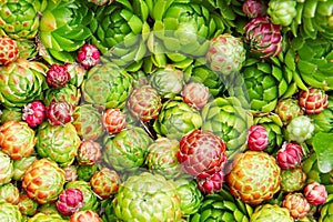 Hens and chicks (Jovibarba globifera)