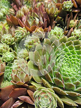 Hens And Chicks - Jovibarba Globifera