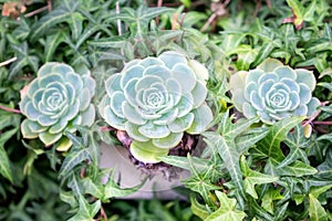 Hens and Chicks in plants, flowers