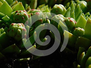 Hens and Chicks, succulents.