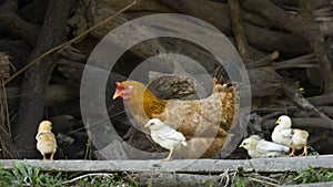 Hens and chicks in traditional farm in Nepal