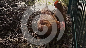 Hens Clucking While Scraping for Food in Twigs and Leaves, County Wicklow
