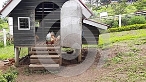 Hens doing activities around their coop at a farm tourist attraction