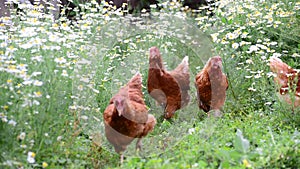 Hens eating grass in nature
