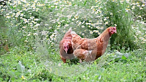 Hens eating grass in nature