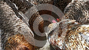hens eating seed. domestic birds. farm background. summer