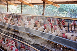Hens egg farm