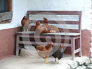 Hens everywhere - Kalapani - Nepal