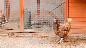 Hens on a farm pecking the soil producing organic eggs 2.
