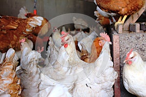 Hens from the farm in Rollingen, Luxembourg