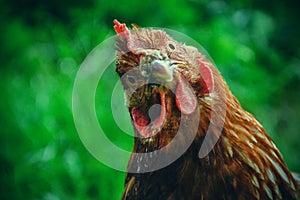 Hens feed on the traditional rural barnyard at sunny day. Detail of hen head. Chickens sitting in henhouse. Close up of chicken photo