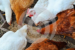 Many chickens eating food in farm. Many hen in chicken coop