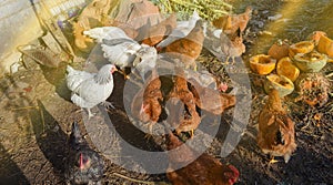 Many chickens eating food in farm. Portraits chickens on farm