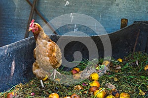 Hens feeding on home waste compost