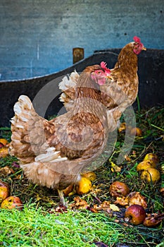 Hens feeding on home waste compost