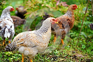 Hens in field organic farm. Free range chickens on a lawn