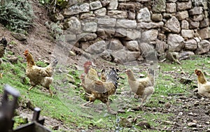 Hens in freedom
