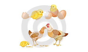 Hens and hatched chicks. Poultry breeding vector illustration