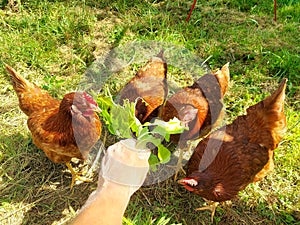 hens in hen house eating a leaf of chard given to them by the farmer. brown hens eating healthy