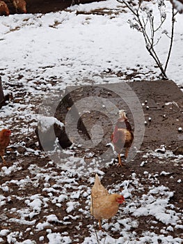 Hens in hencoop in the snow  in winter season