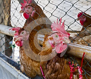 Hens in henhouse