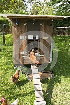 Hens, henhouse