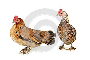 Hens isolated on a white