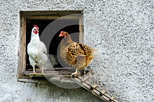 Hens leaving their coop