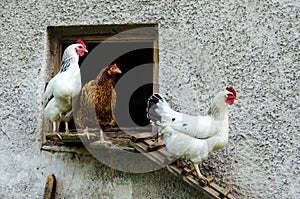 Hens leaving their coop