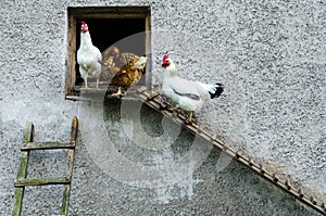 Hens leaving their coop