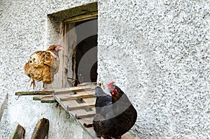 Hens leaving their coop