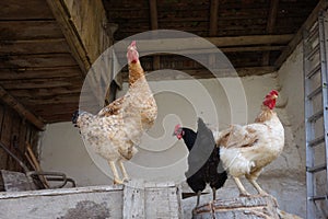 Hens living free in rural husbandry