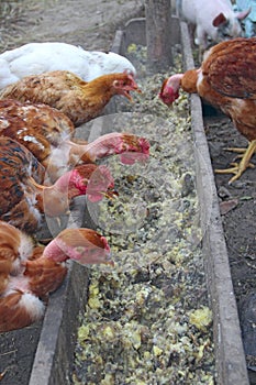 Hens naked neck eat from trough in poultry yard. Domestic birds. Poultry feeding on farm