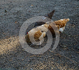 Hens peck grain in a rural yard. Summer landscape