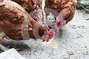 Hens pecking corn on the ground