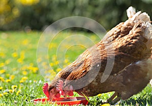 Hens pecks food in meadow