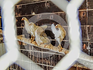 Hens perched on log in the hen house