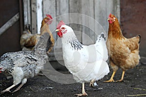 Hens, poultry