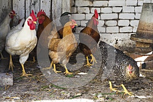 Hens in a poultry farm