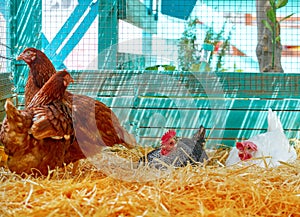 Hens in a poultry hen house with straw