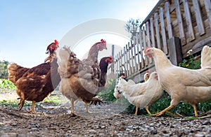 Hens raised in freedom and fed with organic food