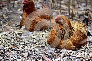 Hens At Rest