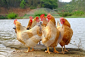 The hens at the riverside