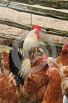 Hens and rooster