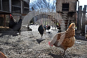 Hens and rooster feed on thraditional rural farm yard. Free range breed. Chickens in the barn yard on a sunny day