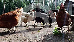 Hens and rooster in free range on the barnyard on the poultry farm