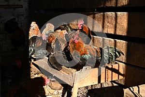 hens and roosters in the chicken coop