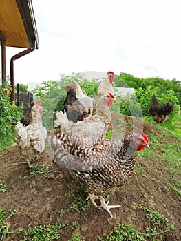 Galline un galli a piedi sul prato 